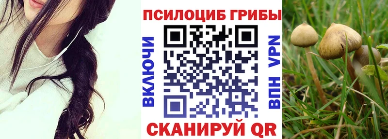 Псилоцибиновые грибы Psilocybine cubensis  Тамбов 